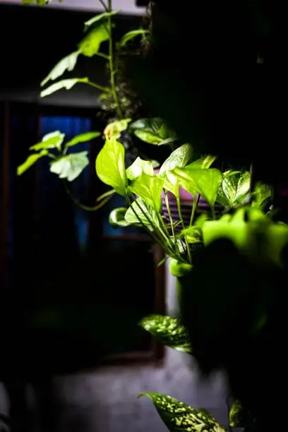 circadiaanse verlichting serre